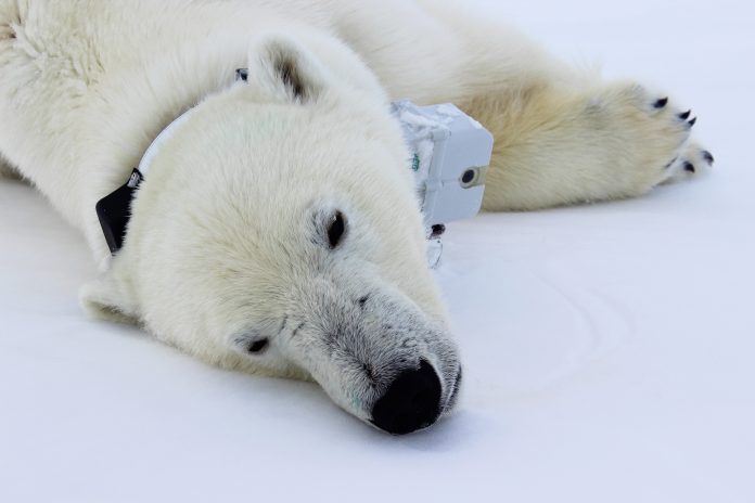 polar-bear-lying-pagano3H-00361b6f8d8cf2e88cd056e9b839d98fdee3d313