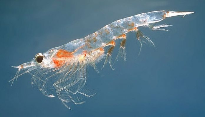 1024px-Meganyctiphanes_no-6c7b09942b2a73aa156601b015c863240af0d7be