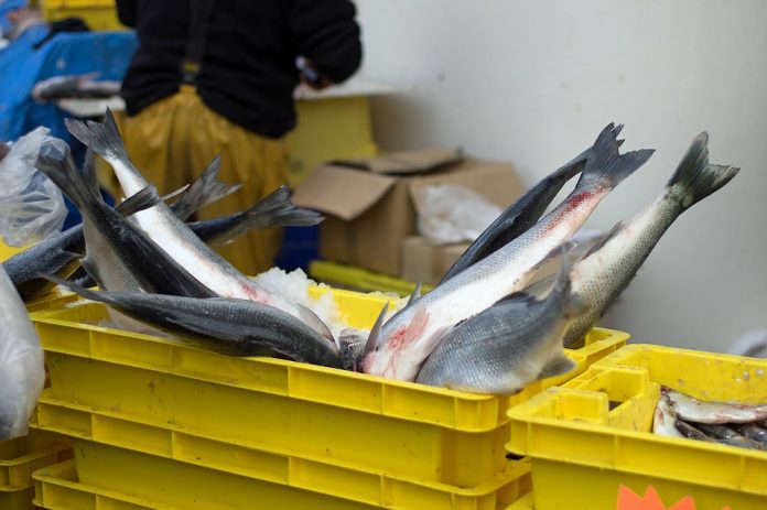 fish-2258160_960_720-0668e67335600c3dae26716a00f80a305799254c