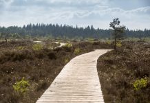Jewels of the Irish bog on display during Biodiversity Week 2018