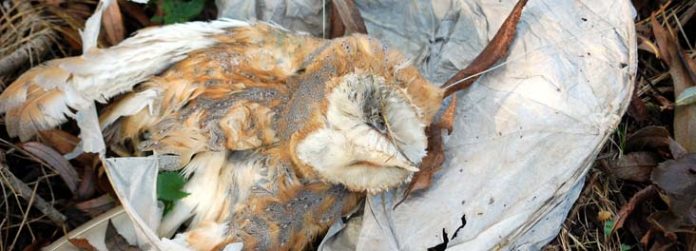 OWL-88c26764b0688babf58dc3de518e75a00448d51b