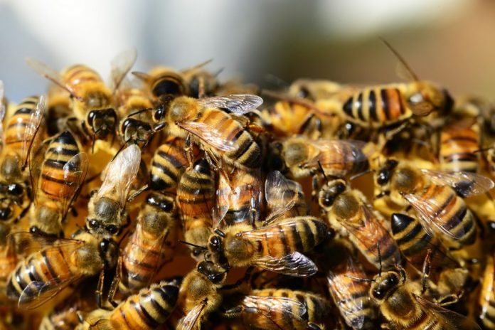 honey-bees-326334_1920-10-2155e77aaddcd586b498215aa4d7b625e59d9e34