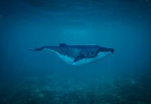 Whale-Watch Ireland 2018 set to kick off next weekend