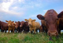 41% of land in contiguous US is used to feed livestock