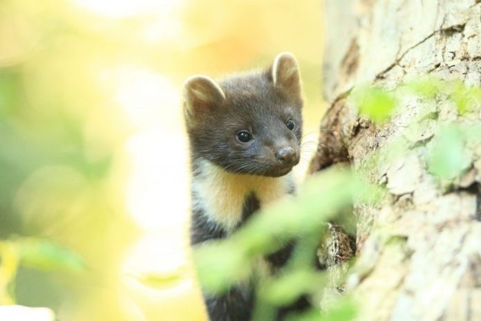 2R0A0961-Pine-Marten-Rona-90bbe4c6c2069655e5f3235d9aa4aea2b5479d6c
