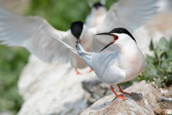 Roseate-Tern-BB01-Brian-B-31a64d3128585fe7c7856767beb0a54979428e50