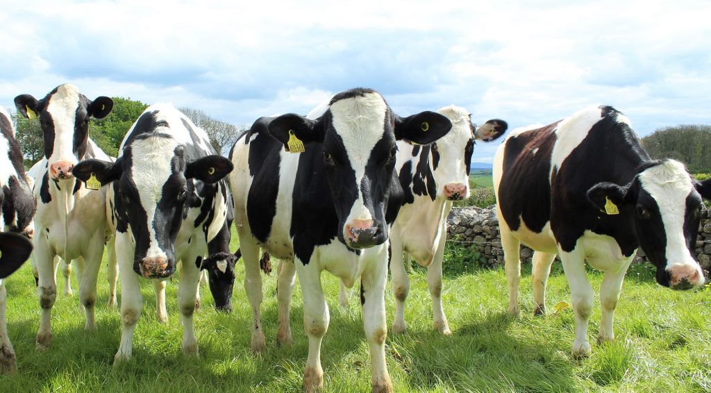 cattle cow dairy
