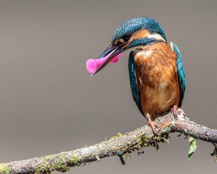 kingfisher_plastic-1024x8-bb6d3ac877a3a642d14d90464d0e06372c632000