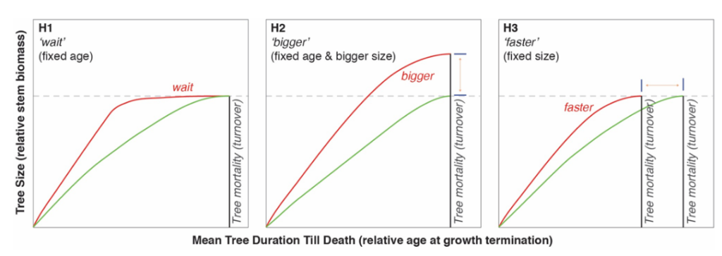 Three line graphs showing Three hypotheses for what happens to trees that grow faster than the average. Each chart  shows the expected relationship between age and growth rate for faster growing trees (red) and trees growing at an average rate (green). On the charts, the dashed line indicates maximum size and the black line represents tree death. Source: Büntgen et al. (2019)