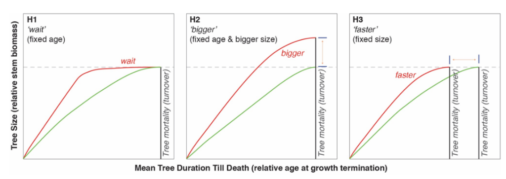 Three line graphs showing Three hypotheses for what happens to trees that grow faster than the average. Each chart  shows the expected relationship between age and growth rate for faster growing trees (red) and trees growing at an average rate (green). On the charts, the dashed line indicates maximum size and the black line represents tree death. Source: B&uuml;ntgen et al. (2019)