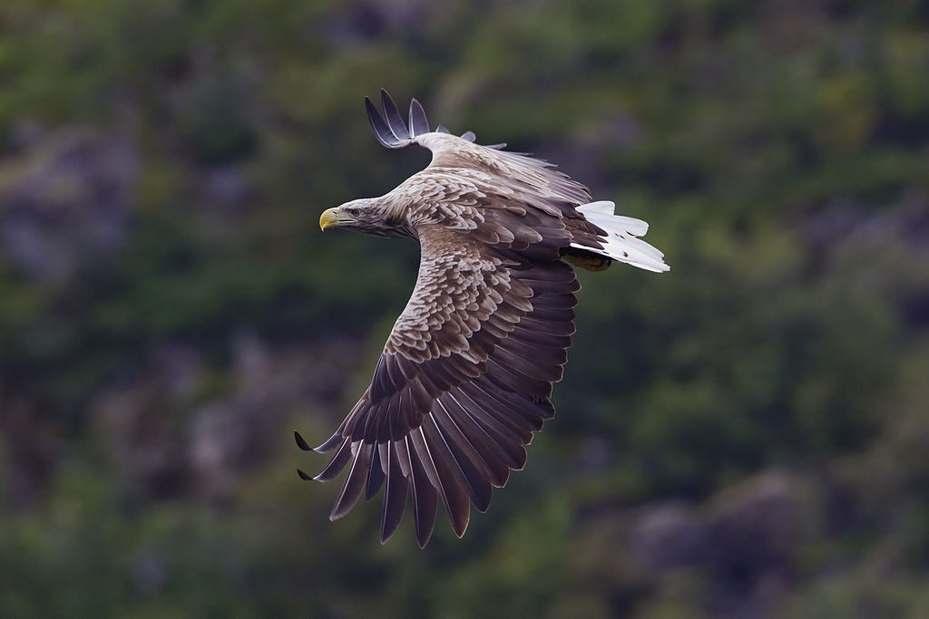 White-tailed eagle in Svolvaer, Norway Photo: Yathin S Krishnappa