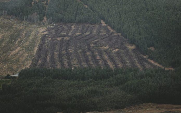 Conifer-Plantation-in-Nep-31314b617717f463b361e76304c56b8c29f90123