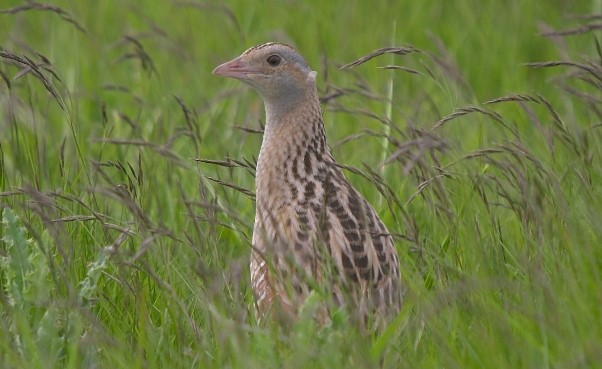 Corncrake Crex crex, Ballaugh Curragh, Isle of Man Photo: Isle of Man Government