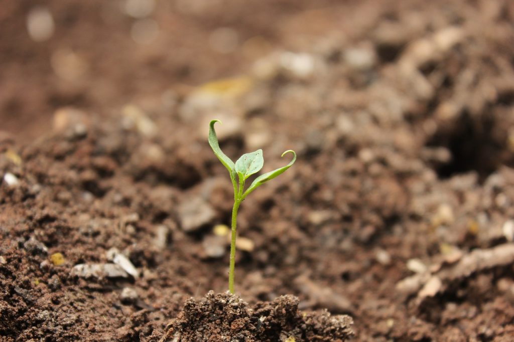 Seedling growing in soil Photo: Mayur Ankushe / Pixabay