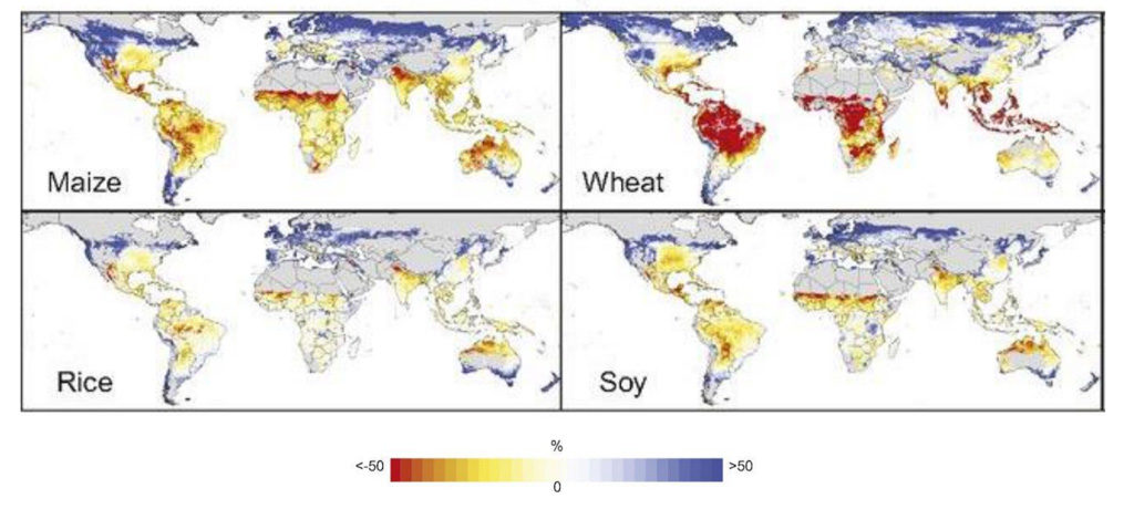 Median yield changes expected for maize, wheat, rice and soy in 2070-99, when compared with yields from 1980-2010, under a severe climate change scenario (RCP8.5). Red shows yield declines of up to 50% while blue shows increases of up to 50%. Grey shows areas where crops are not grown. Source: Figure 5.4 from the IPCC land report.