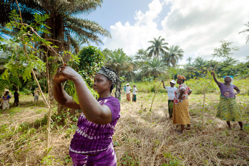 On the Tristao Islands, Guinea, an agricultural cooperative tend to planted Moringa trees, supporting biodiversity and preventing soil erosion. Credit: UN Women/Joe Saade / (CC BY-NC-ND 2.0)