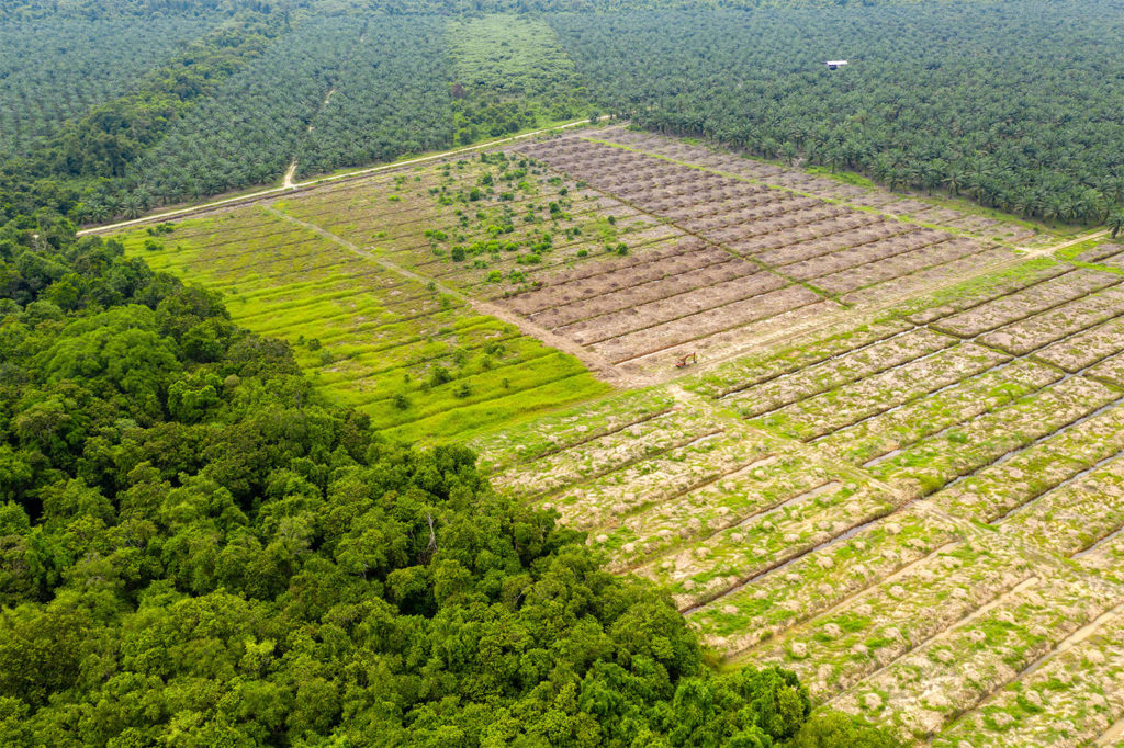 Deforestation to make way for palm oil plantations in Sabah, Malaysia. Credit: RDW Aerial Imaging / Alamy Stock Photo. W6GX8C