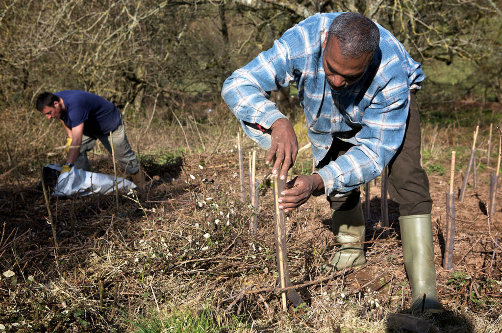 Volunteers planting trees on a Devonshire hillside. Credit: Vanessa Miles / Alamy Stock Photo. BPH423