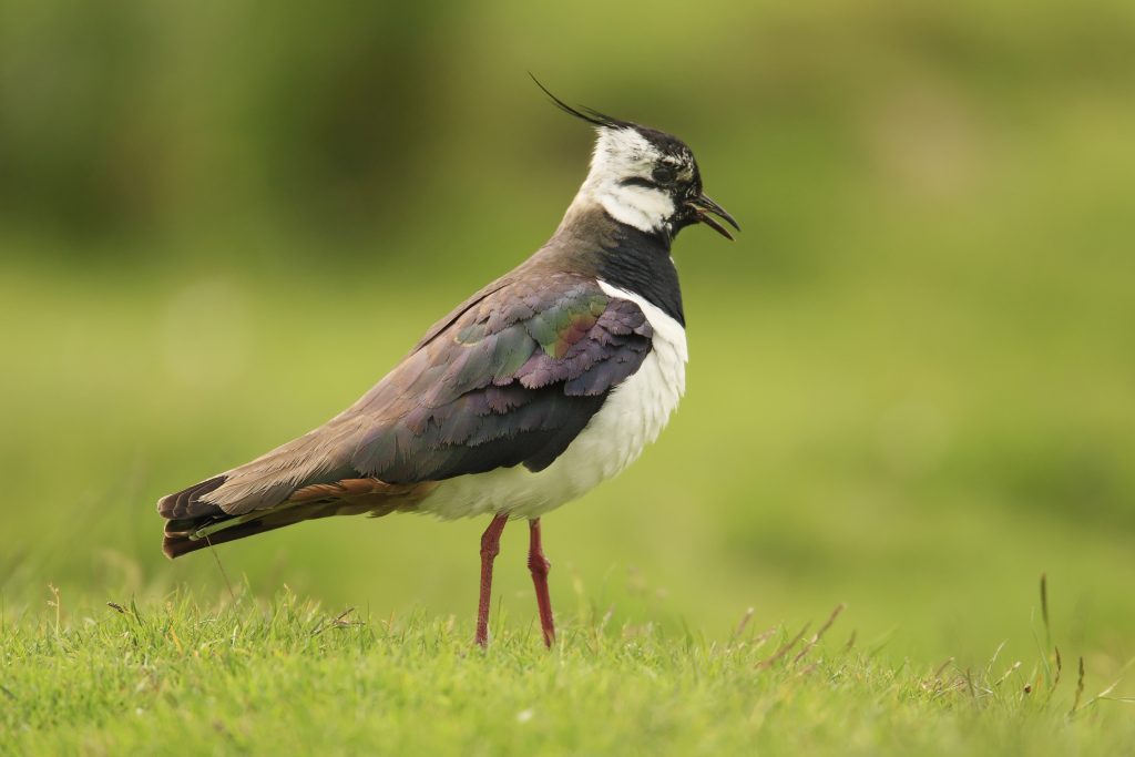 Lapwing Photo: Andrew Kelly
