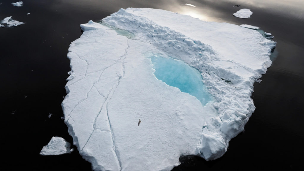 Ice floe melt poind in the Arctic Ocean and flying ivory guall as a size comparison