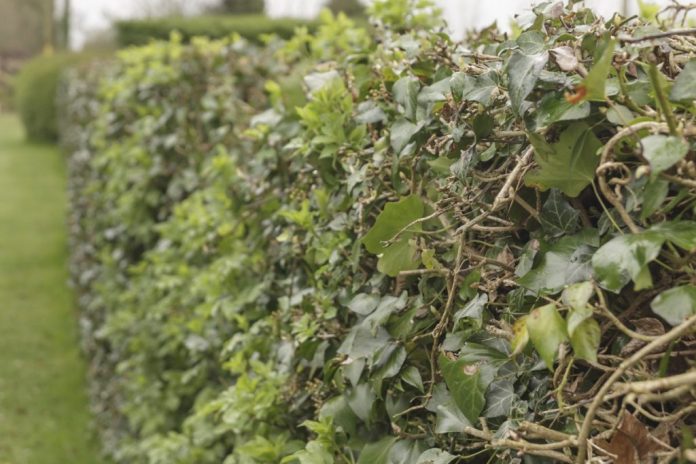 Hedgerow-1-1024x683-6b6f0b1ca96966edc32c8f5ce25c98191a52c021