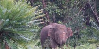Sri Lankan farmers have an ingenious way to deter wild elephants