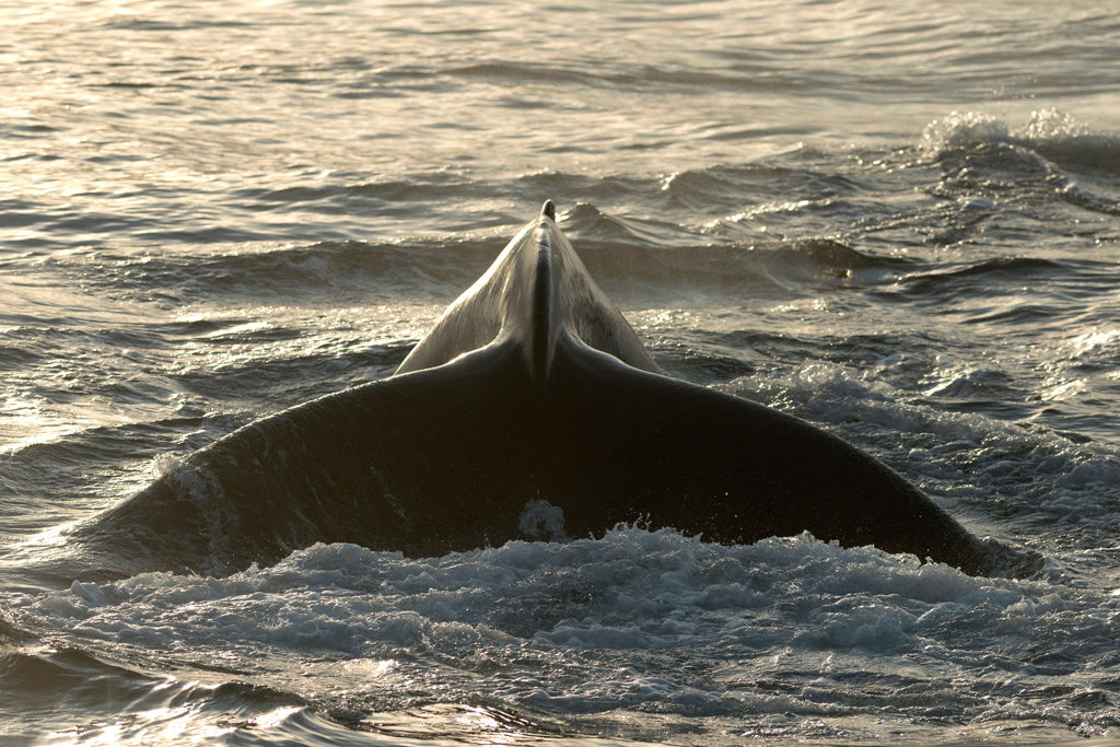 Fluke of a diving Humpback Whale (Megaptera novaeangliae), Barents Sea, Nordaustlandet, Svalbard Archipelago. Credit: imageBROKER / Alamy Stock Photo