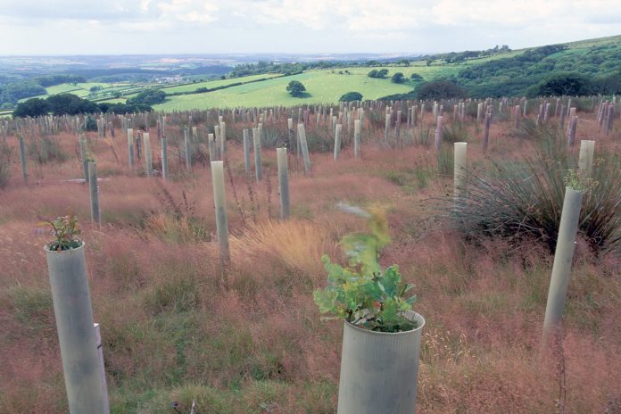 tree-planting-uk-a1d8fdd81eb49843c58f86374eb4f197ae9599e5