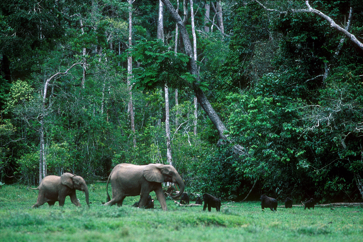 Western lowland gorillas and Forest elephants in clearing in tropical rainforest, Obandas Bai, Odzala NP, Republic of Congo