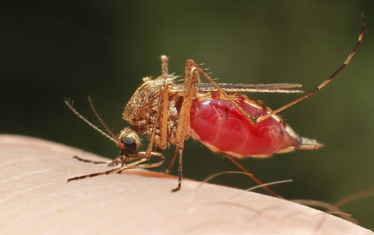 Mosquito feeding on human blood. Credit: Mircea Costina / Alamy Stock Photo