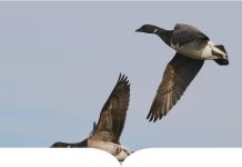 Treasuring Ireland: In-Flight to Booterstown, Co. Dublin