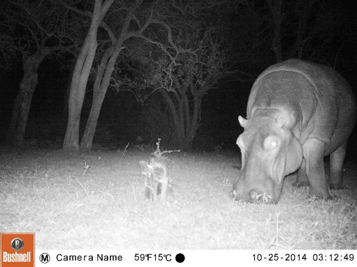 Hippo-Munyawanene-f09d0f2d36f639f20860dd7ec43450b01869acb3