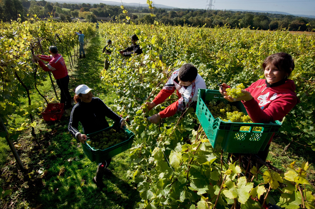 Romanian workers harvest the grape crop in an English vineyard in Sussex. 