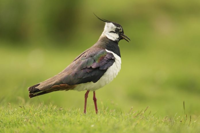 Lapwing-Andrew-Kelly-1024-25707c2049c6ef9493e92f26eef94d1531a43bee