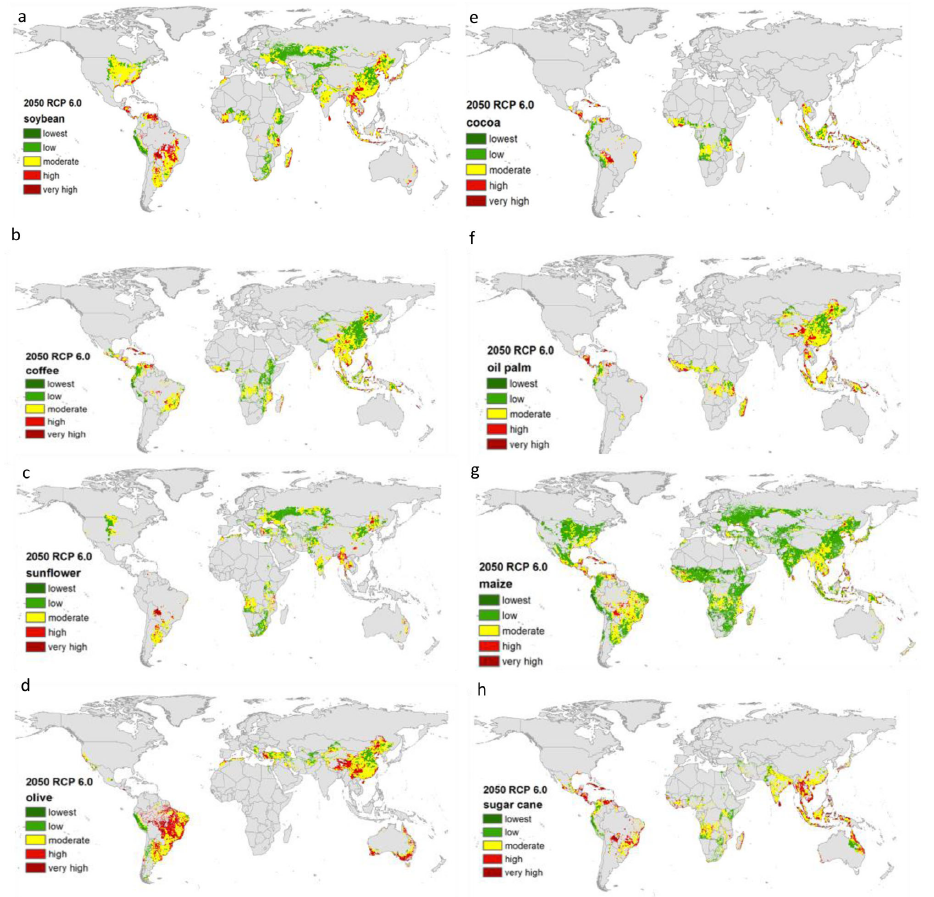 Climate vulnerability maps in crops RCP6.0