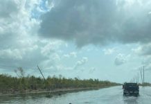 In the Louisiana Bayou, Dolphin Victims of Hurricane Ida Set the Stage for a Political Fight Over Coastal Restoration