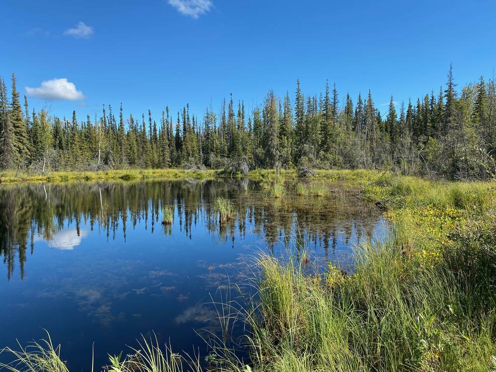Image of a thermokarst lake surrounded by spruce trees and soft, spongy ground. The lake water is blue and reflects the sky, which is nearly cloudless.